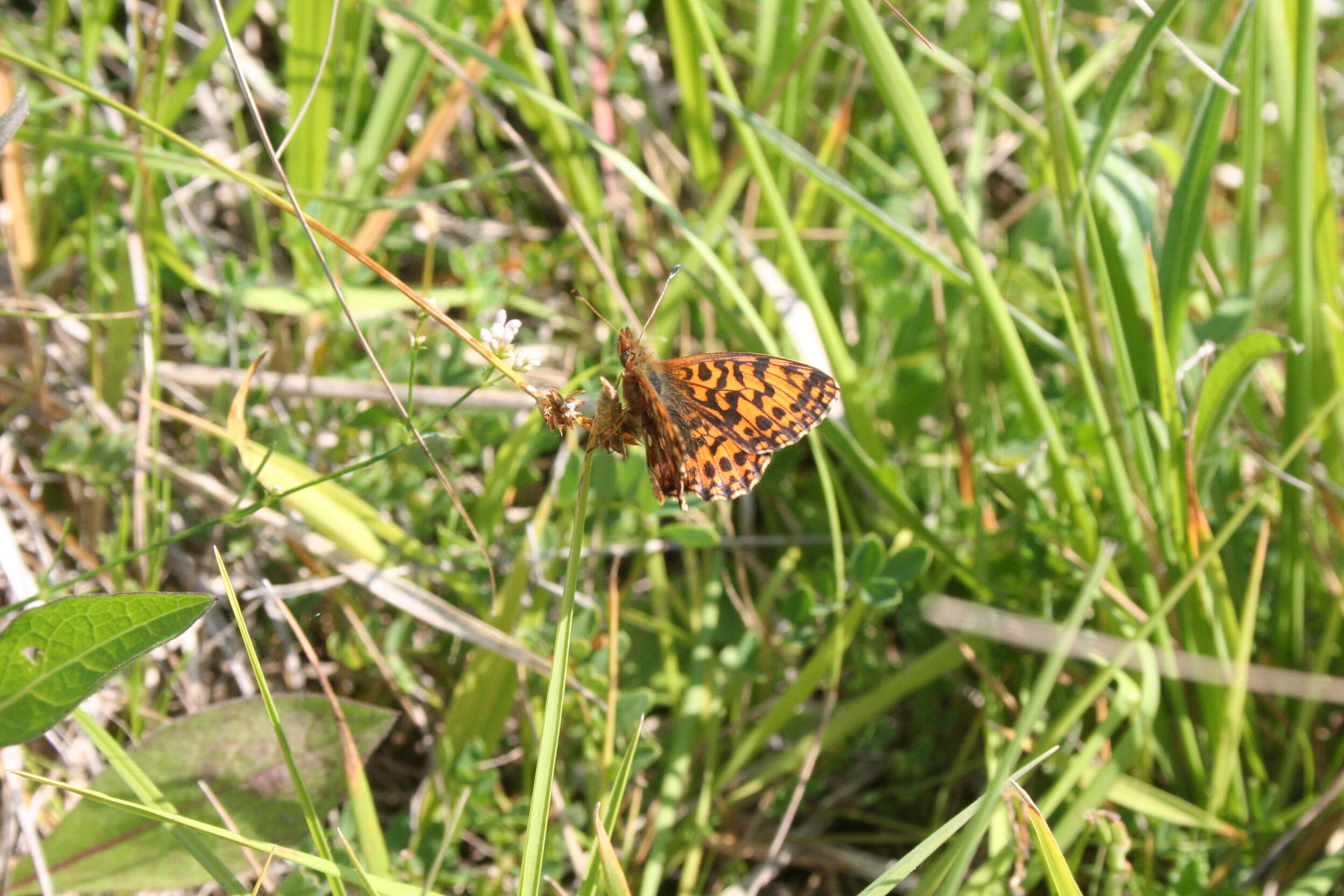 Image of Boloria dia