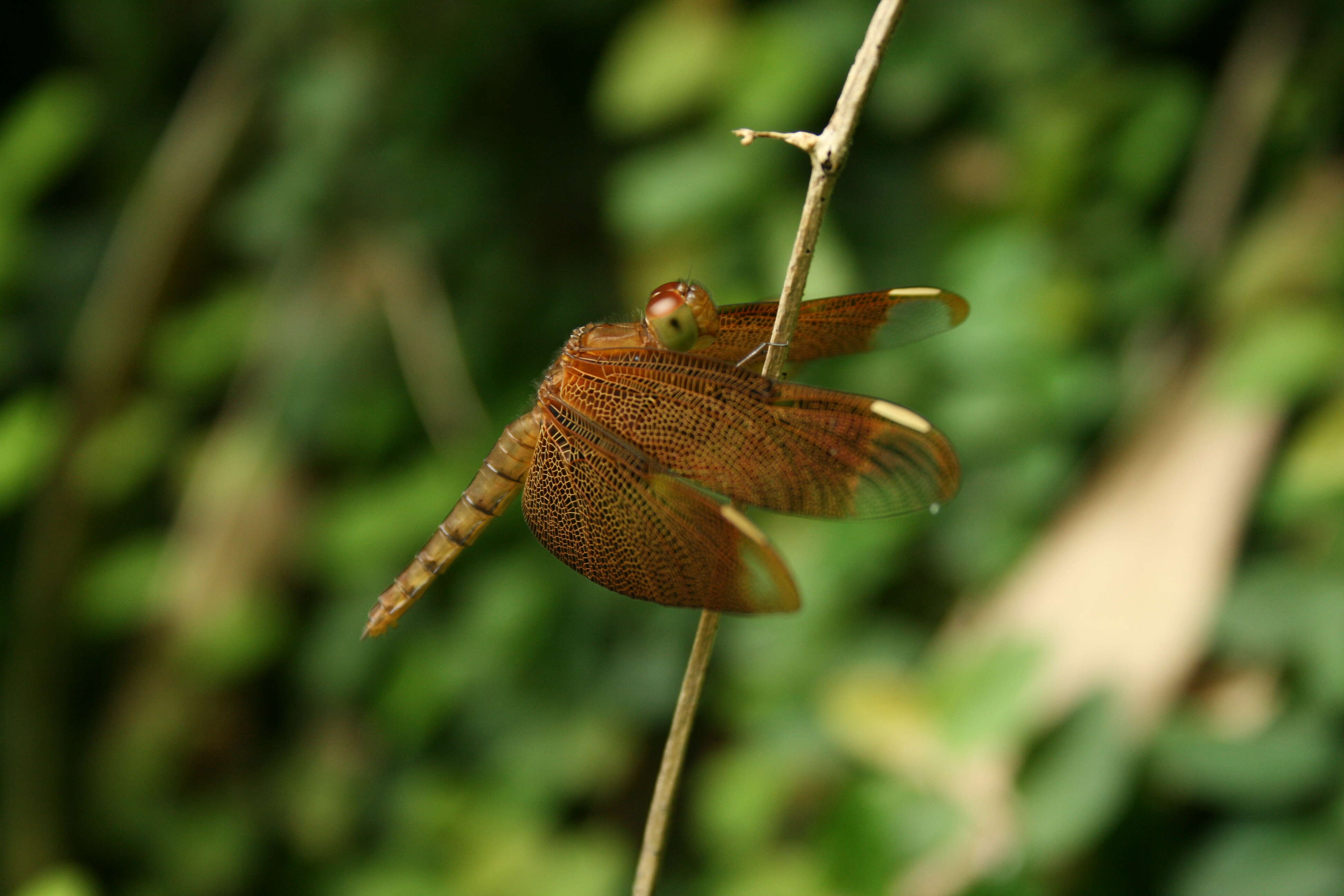 Image of Black Stream Glider