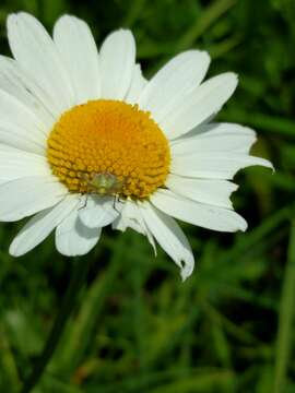 Image of Calocoris roseomaculatus (De Geer 1773)