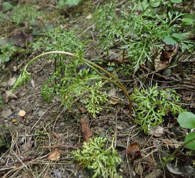 Image of grapefern