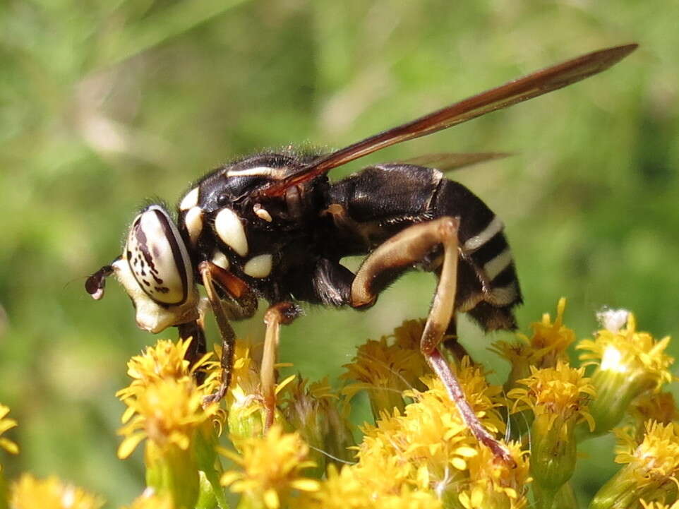 Image of Spilomyia fusca Loew 1864