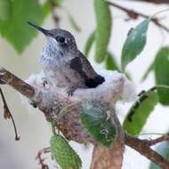 Image of Black-chinned Hummingbird