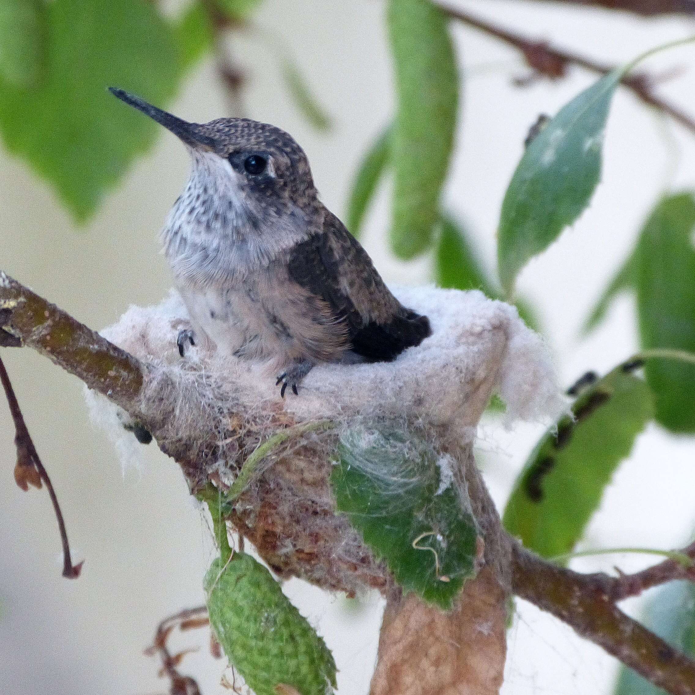 Image of Black-chinned Hummingbird