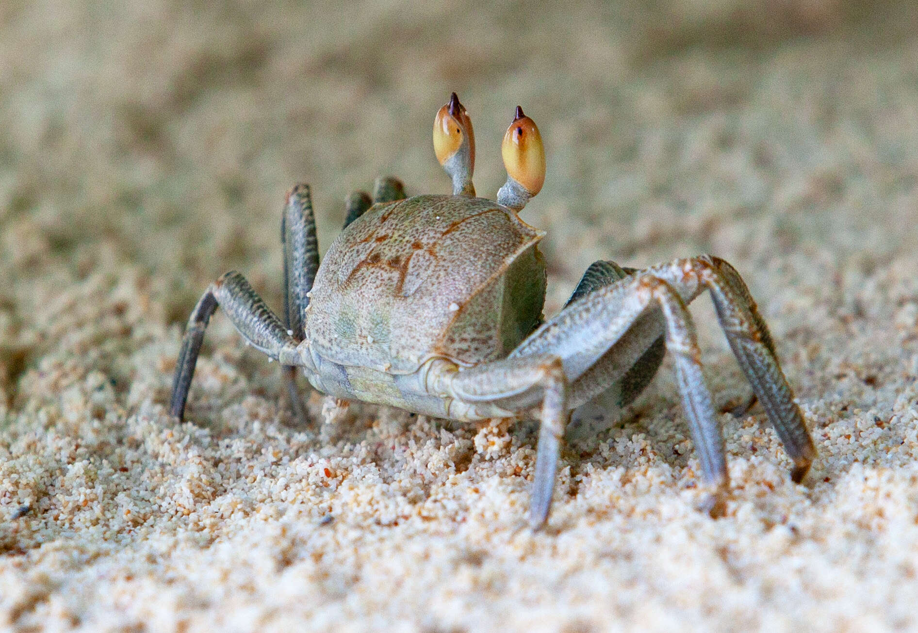 Image of brown land crab