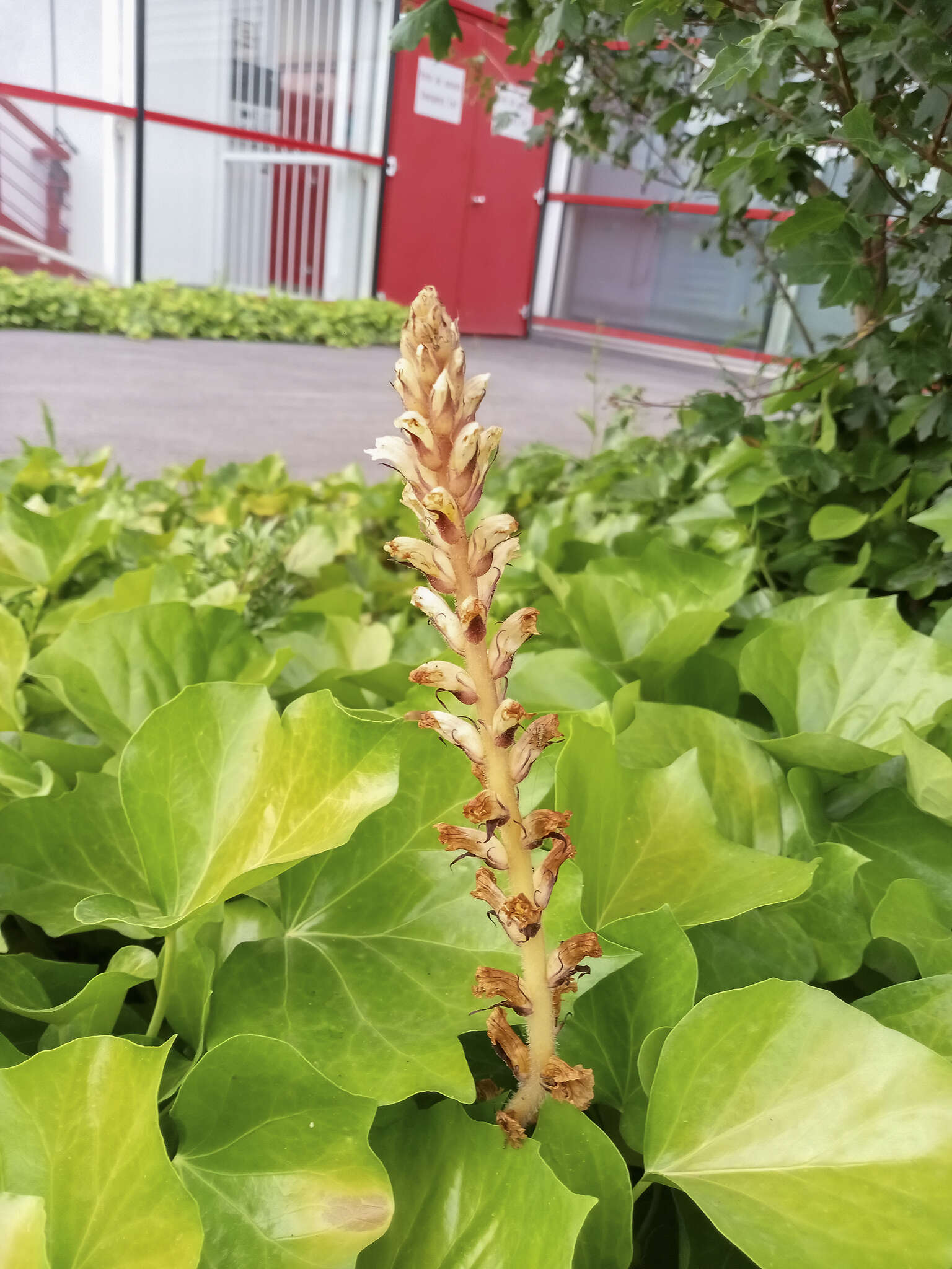 Image of ivy broomrape