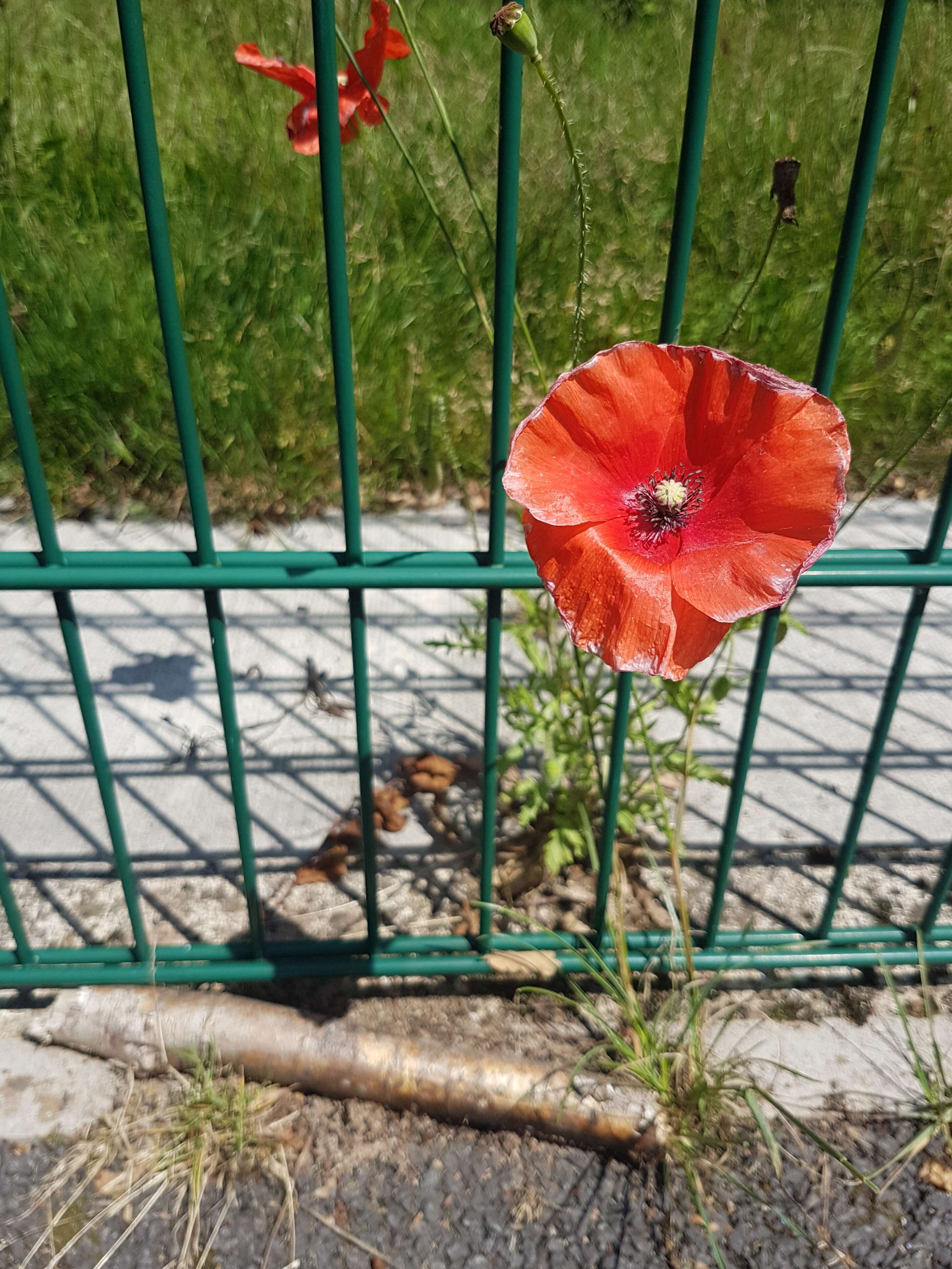 Image of corn poppy