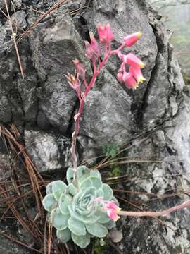 Image of echeveria