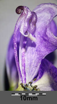 Image of Manchurian monkshood