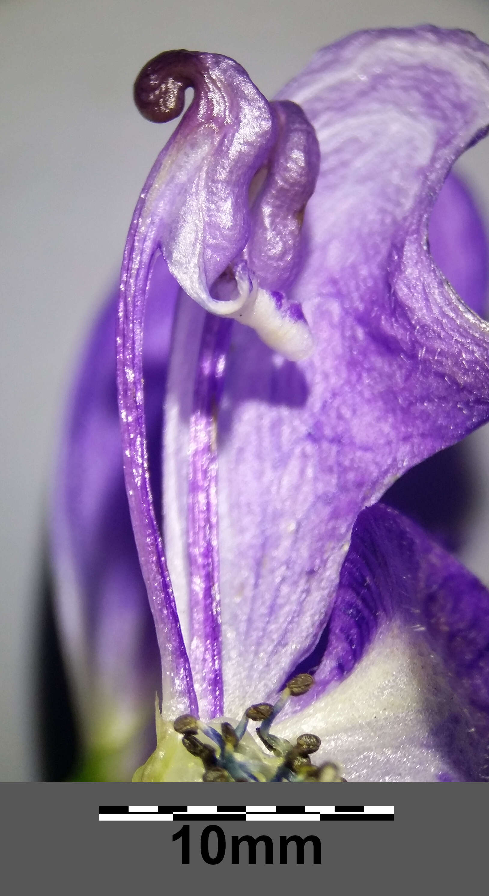 Image of Manchurian monkshood