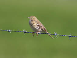 Image of Meadow Pipit