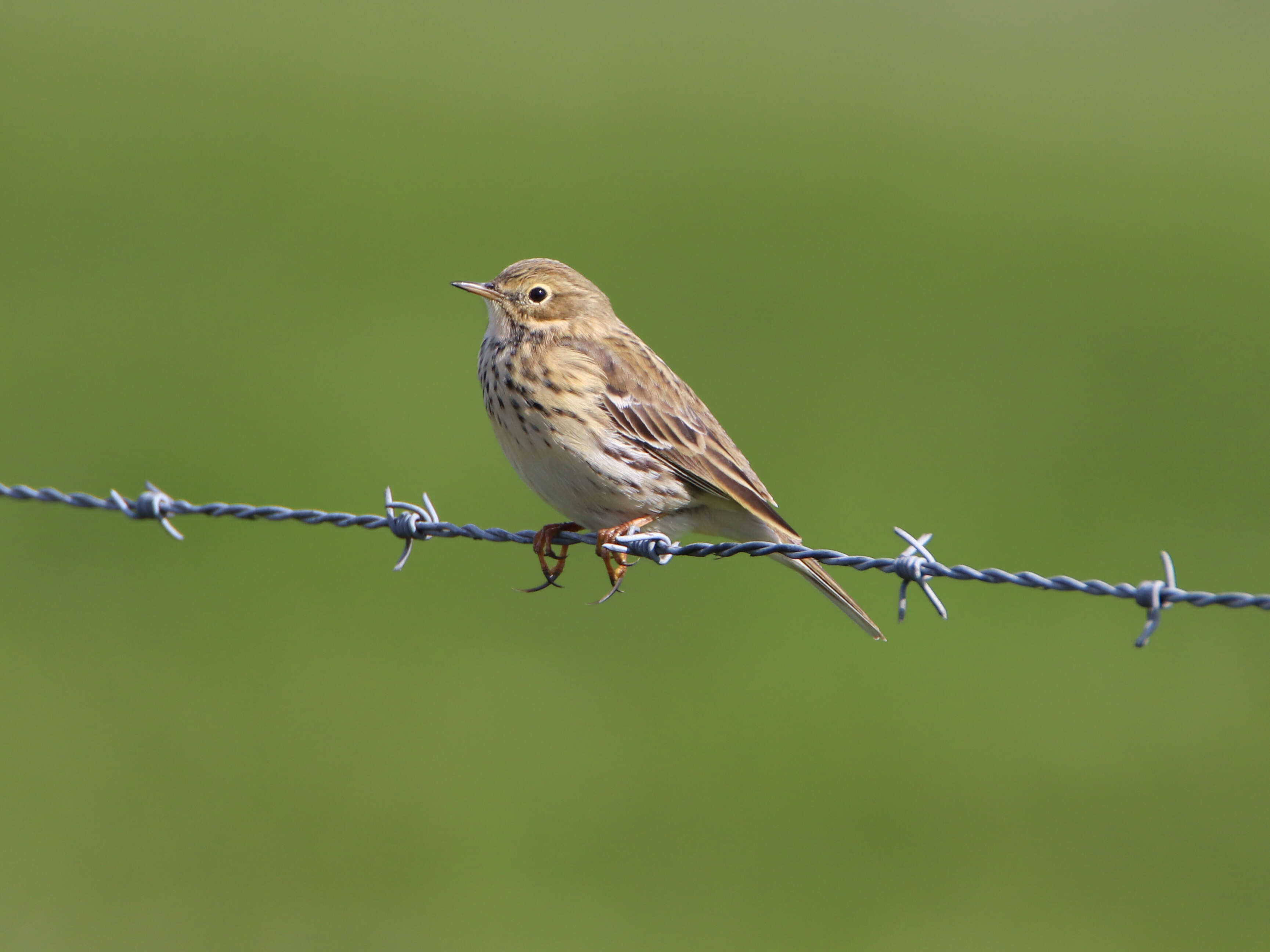 Imagem de Anthus pratensis (Linnaeus 1758)