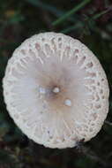 Macrolepiota mastoidea (Fr.) Singer 1951 resmi