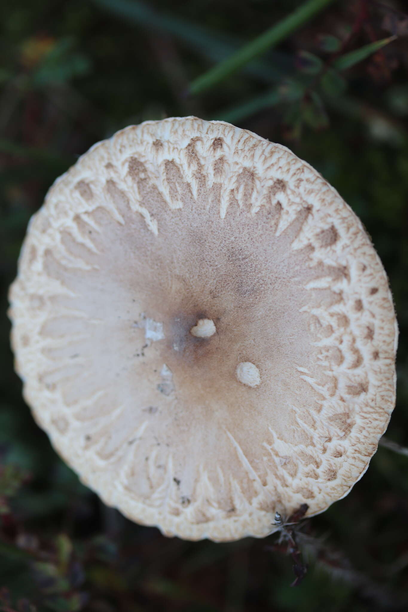 Macrolepiota mastoidea (Fr.) Singer 1951 resmi