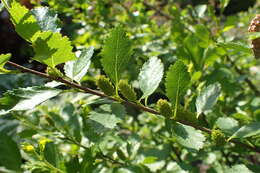 Image of Shrubby Birch