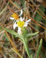 Image of sea aster