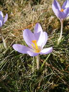 Plancia ëd Crocus etruscus Parl.