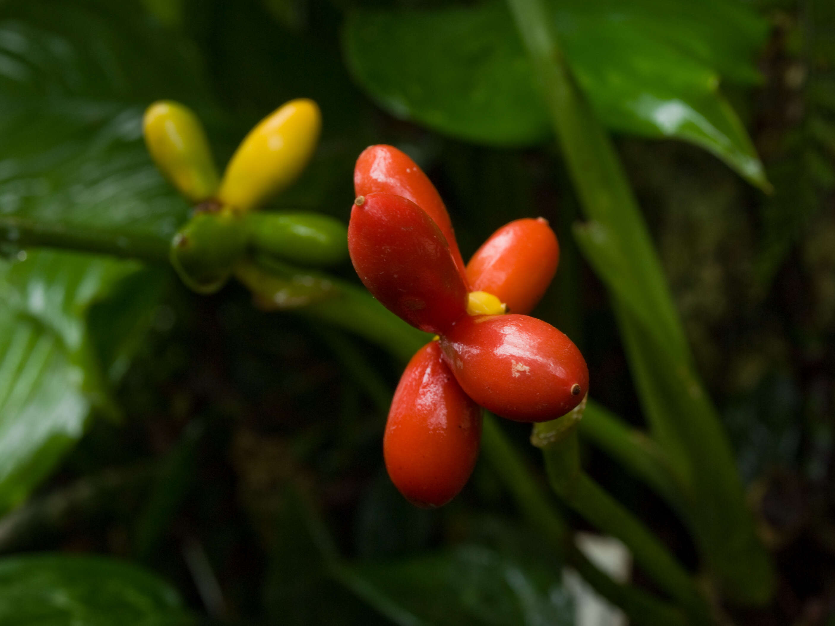 Image of Philippine evergreen