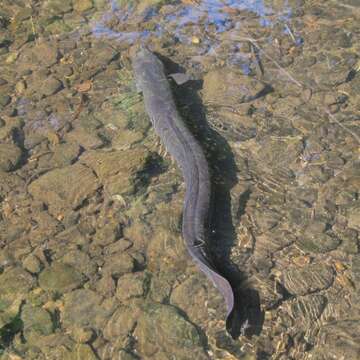 Image of Longfin eel