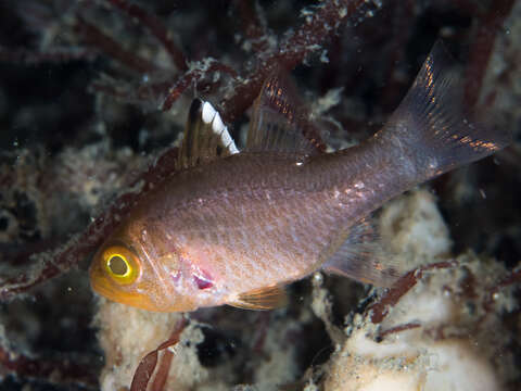 Image of Frostfin cardinalfish