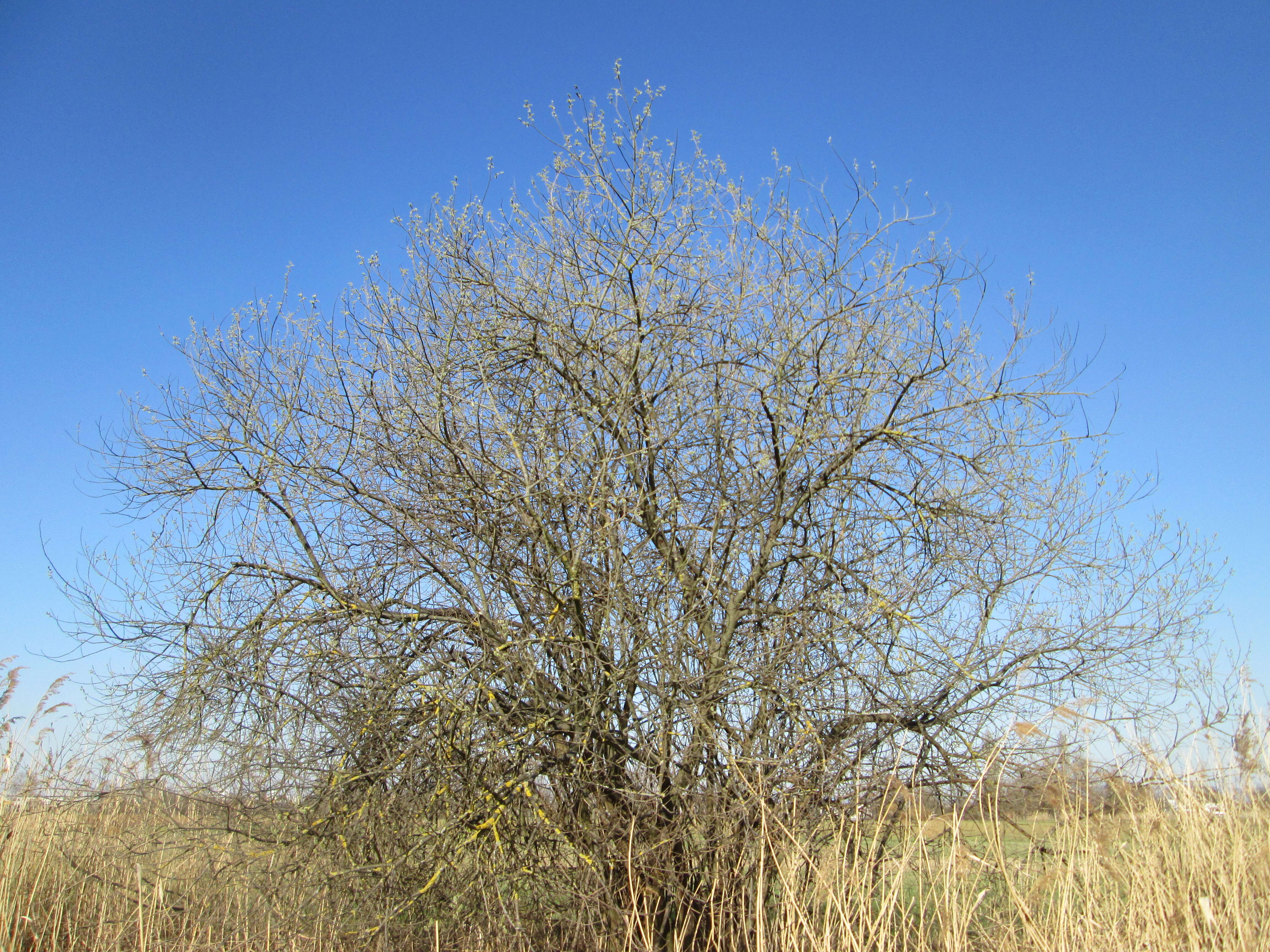 Image of Grey Willow