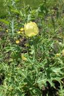 Image of Mexican pricklypoppy