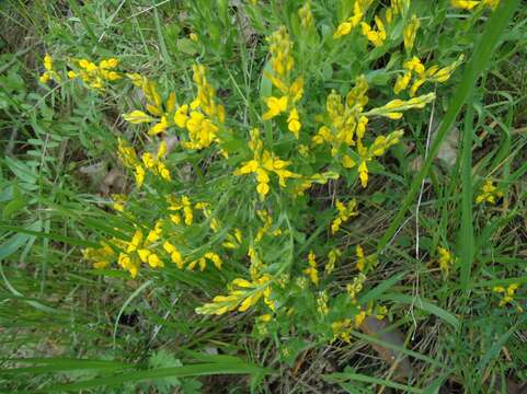 Imagem de Genista tinctoria L.