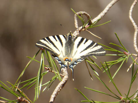 Image of Iphiclides