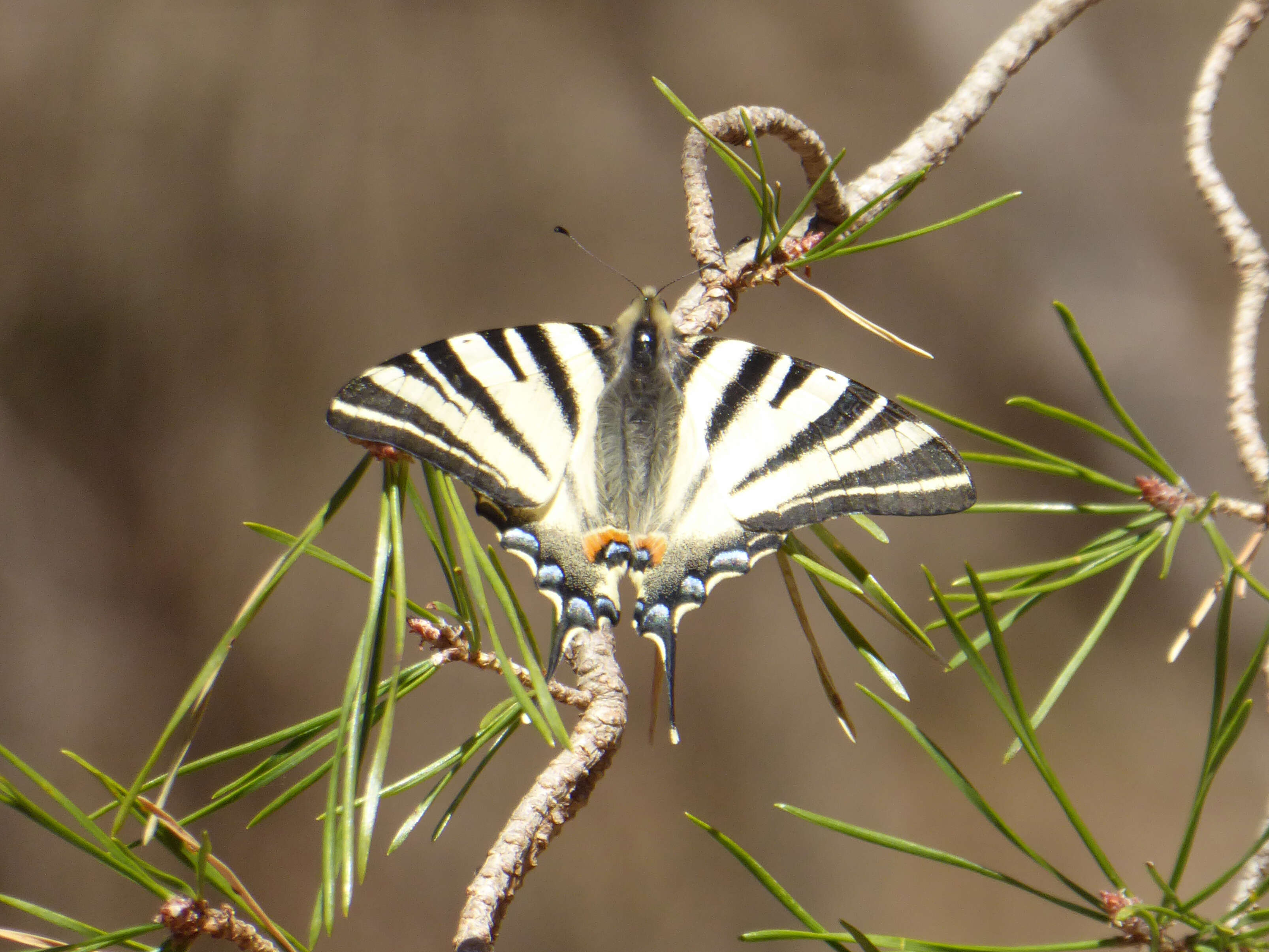 Imagem de Iphiclides