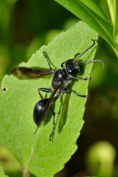 Image of Mud dauber