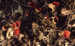 Image of Ruby elfcup