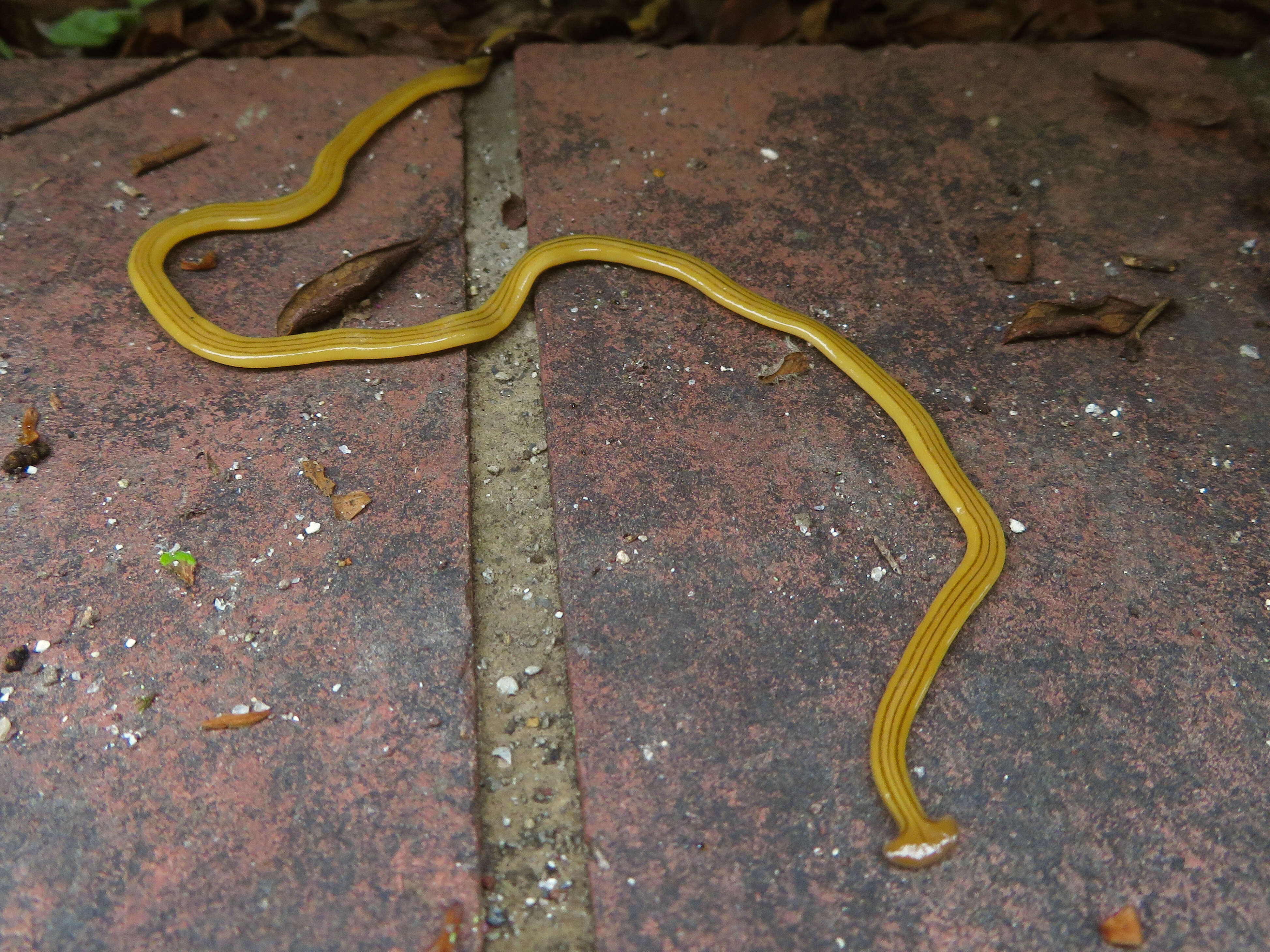 Image of Bipalium nobile Kawakatsu & Makino 1982