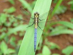 Image of Orthetrum luzonicum (Brauer 1868)