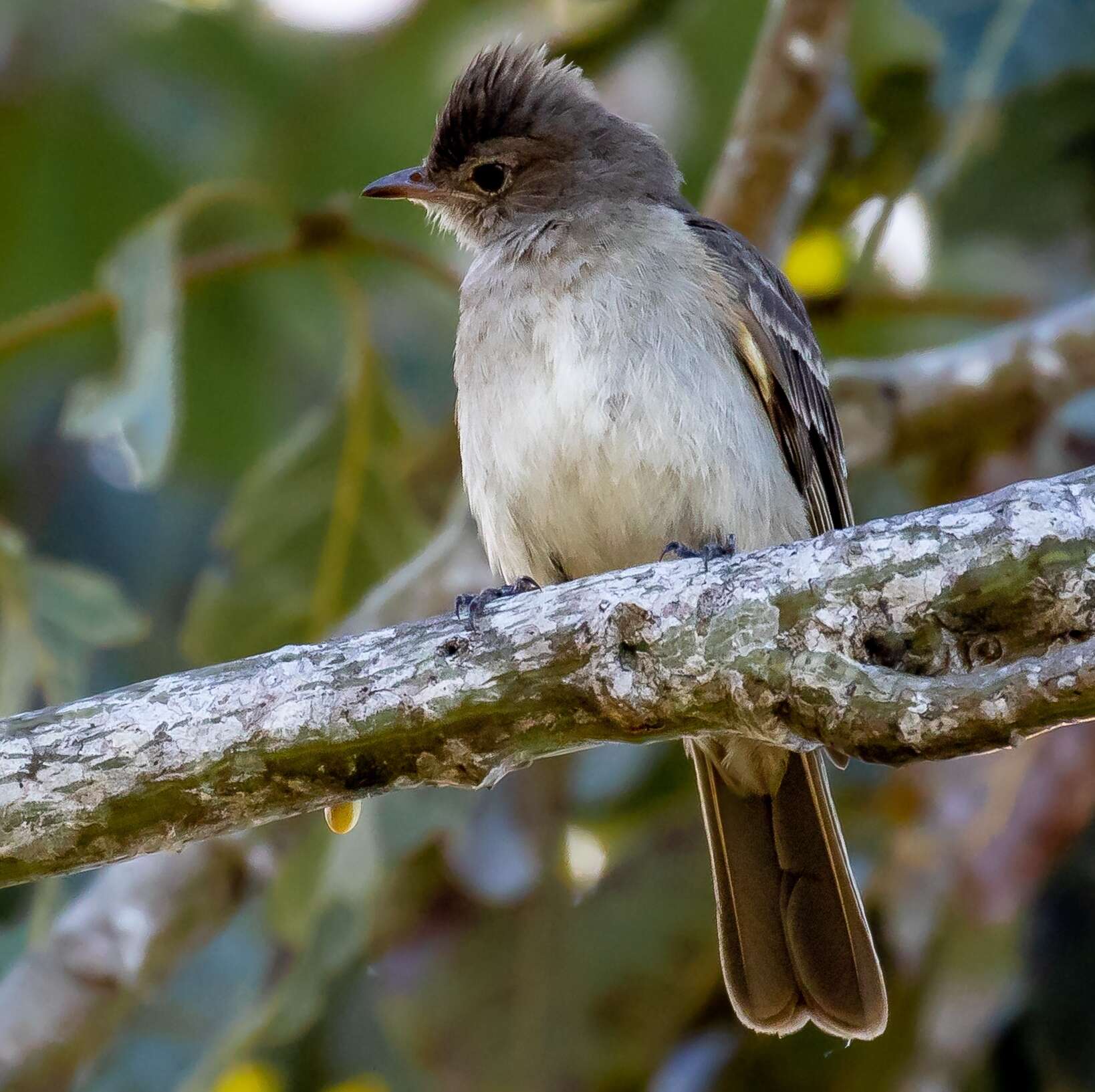 Image of Brownish Elaenia