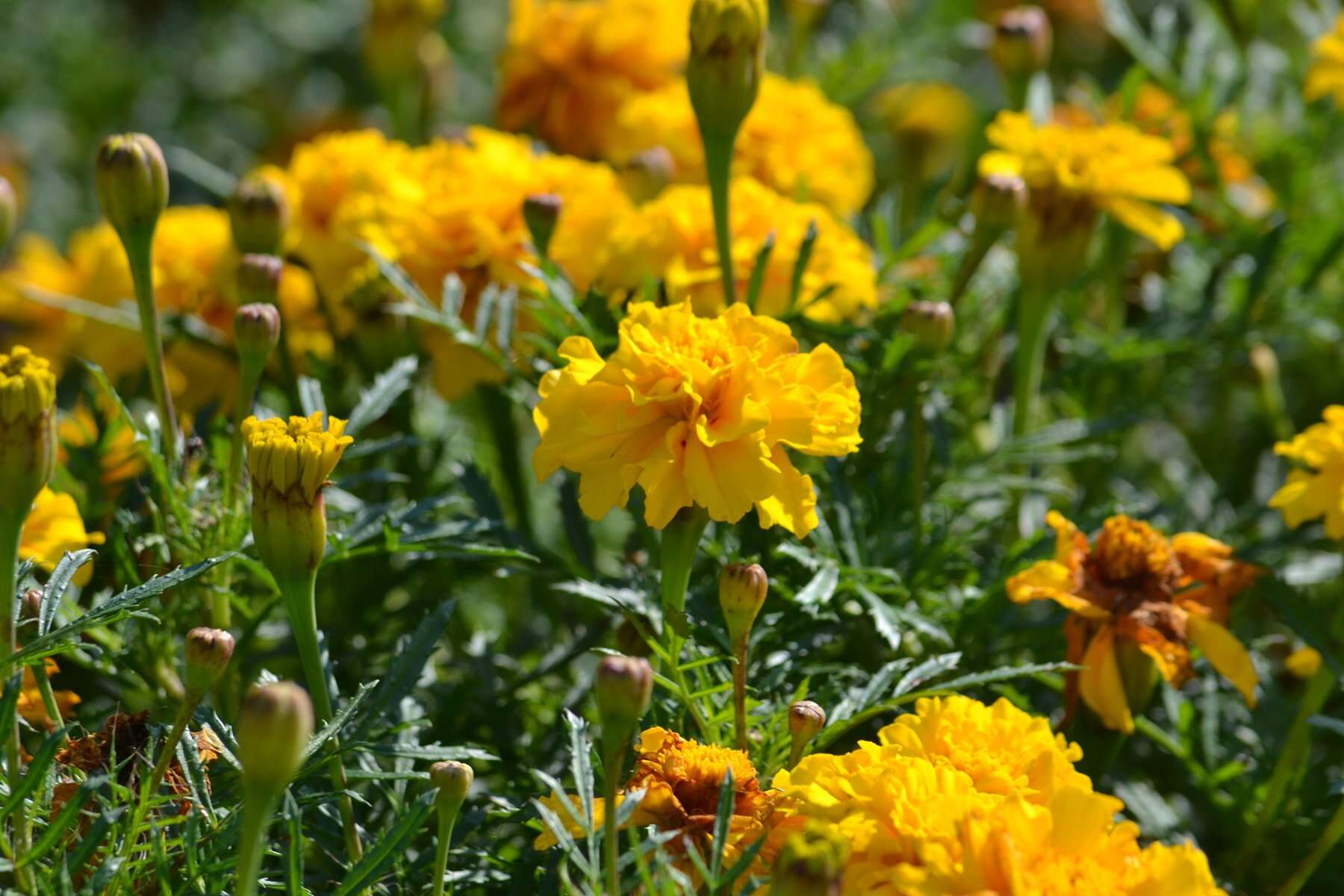 Image of French marigold