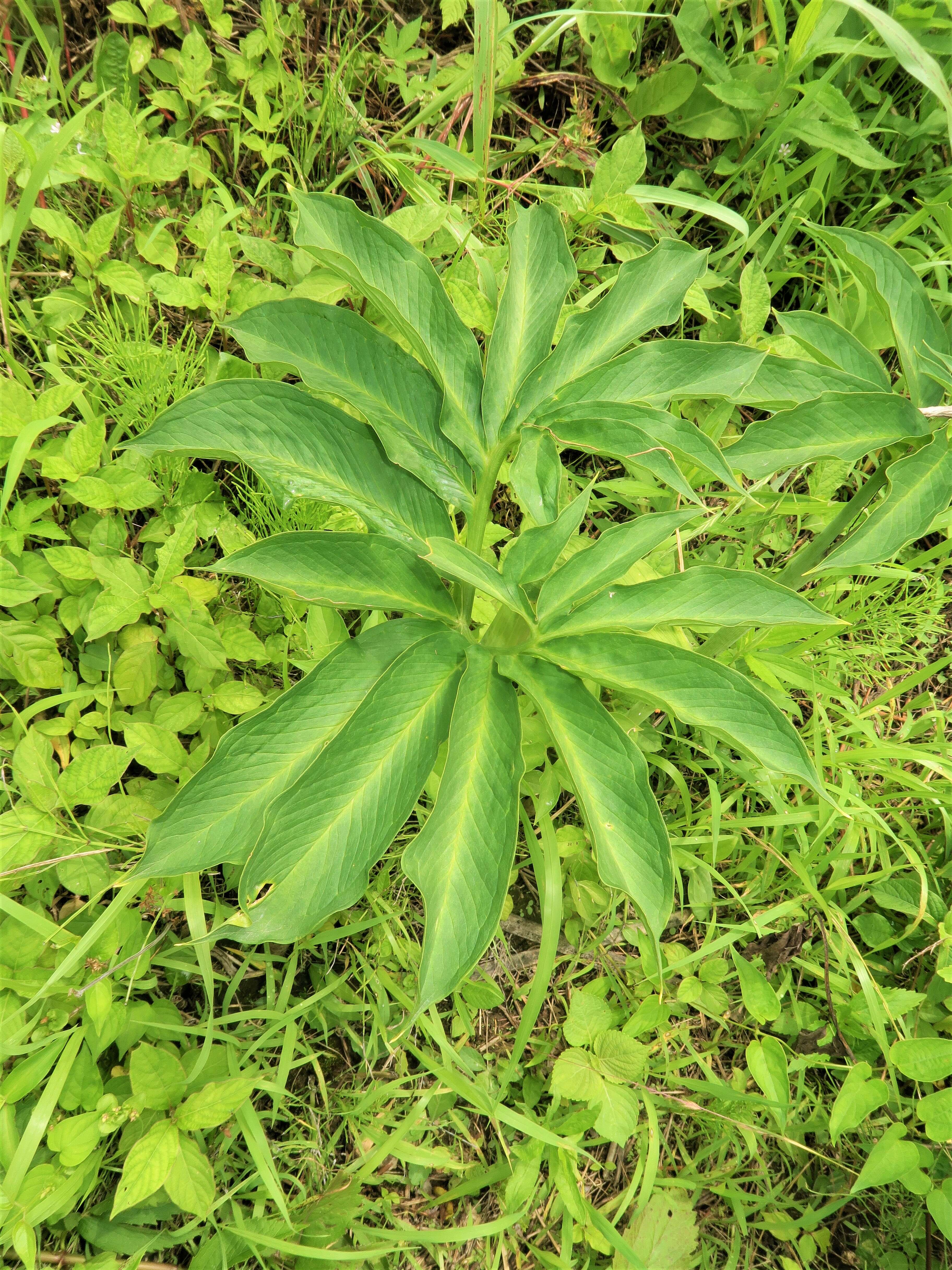 Sivun Arisaema heterophyllum Blume kuva