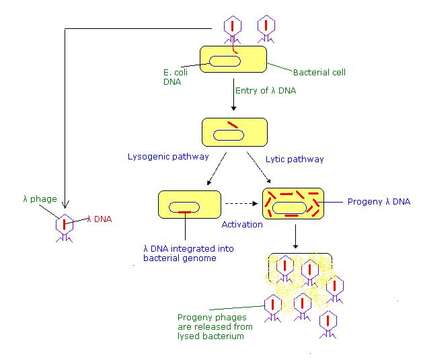 Imagem de Enterobacteria phage lambda