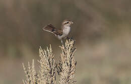 Image of Red-backed Shrike