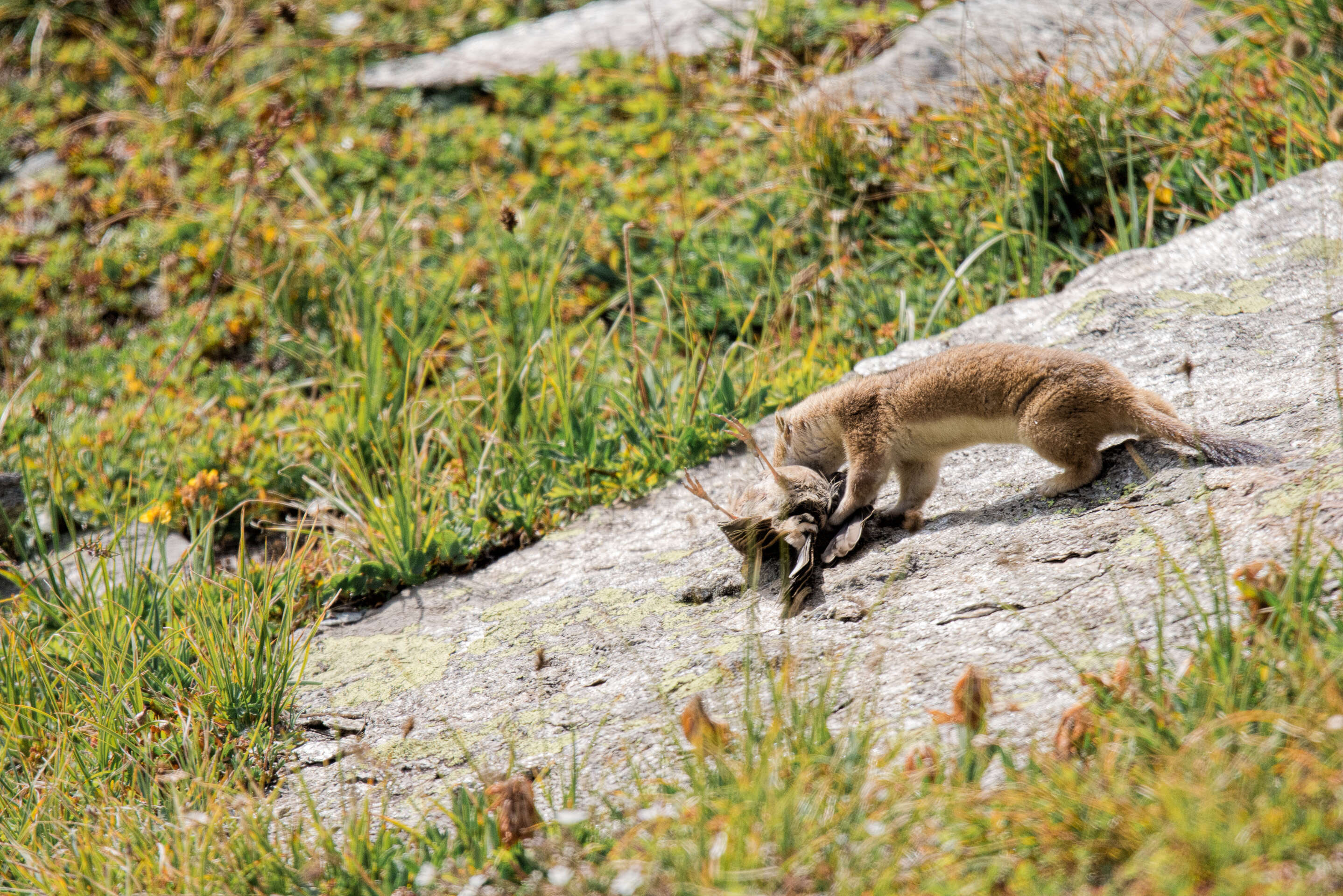 Image of ermine