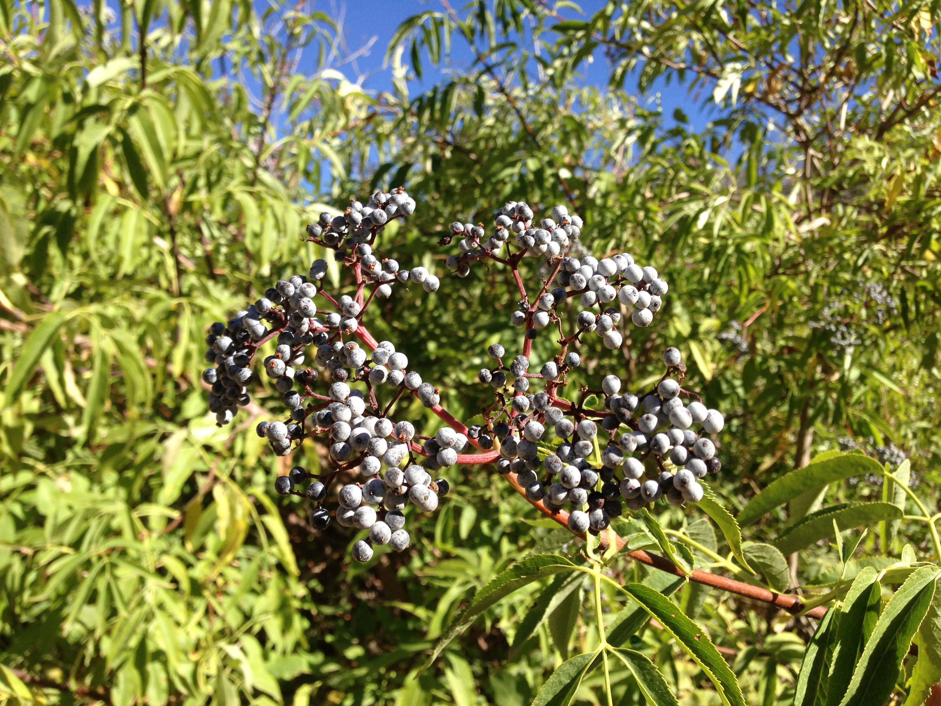 Image of Sambucus cerulea