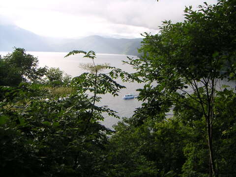 Image of Japanese angelica tree