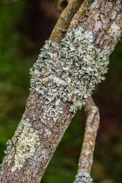 Imagem de Vallea stipularis Mutis ex L. fil.