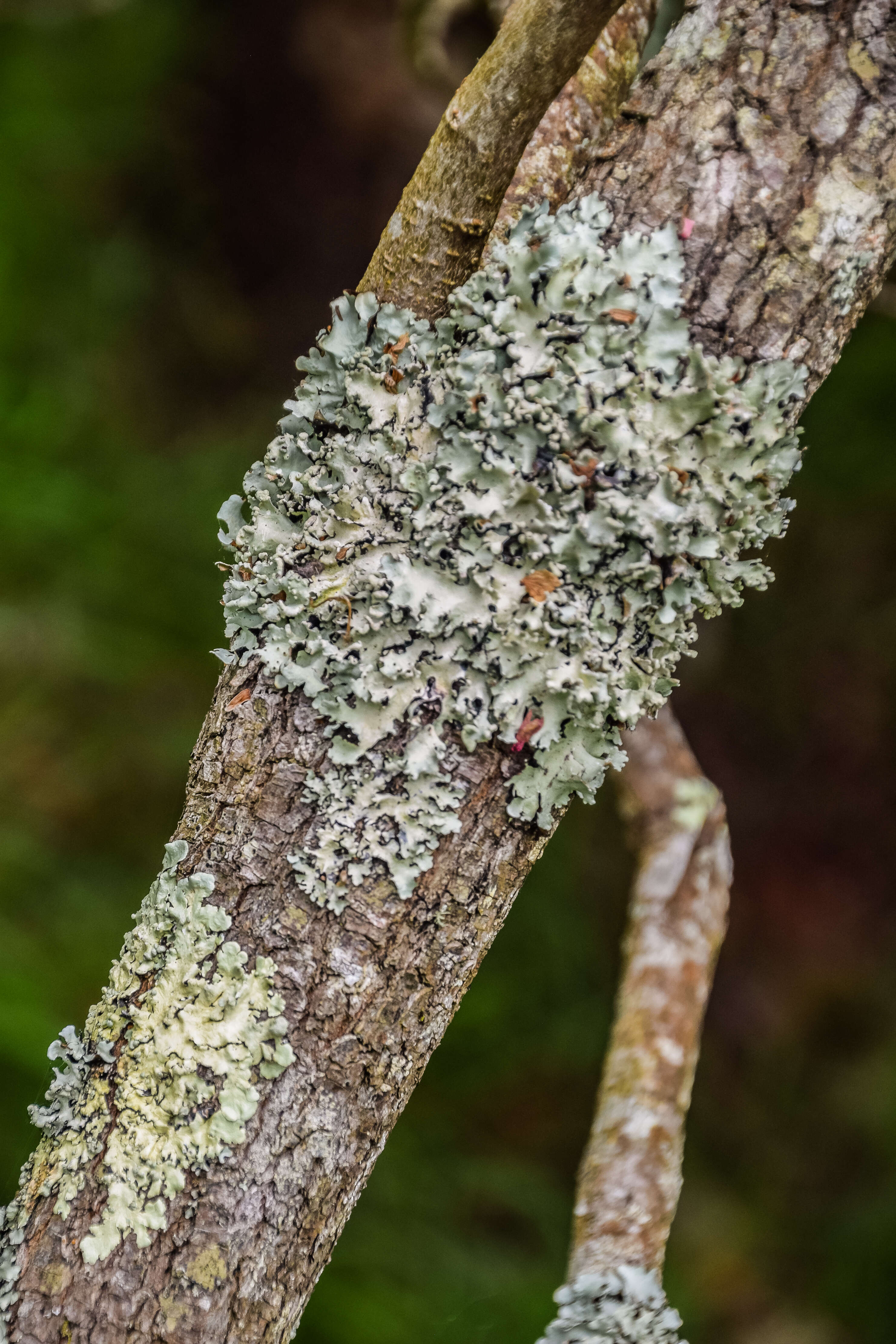 Image of Vallea stipularis Mutis ex L. fil.