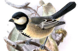 Image of Acacia Tit