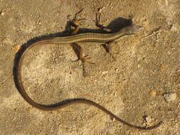 Image of Java Grass Lizard