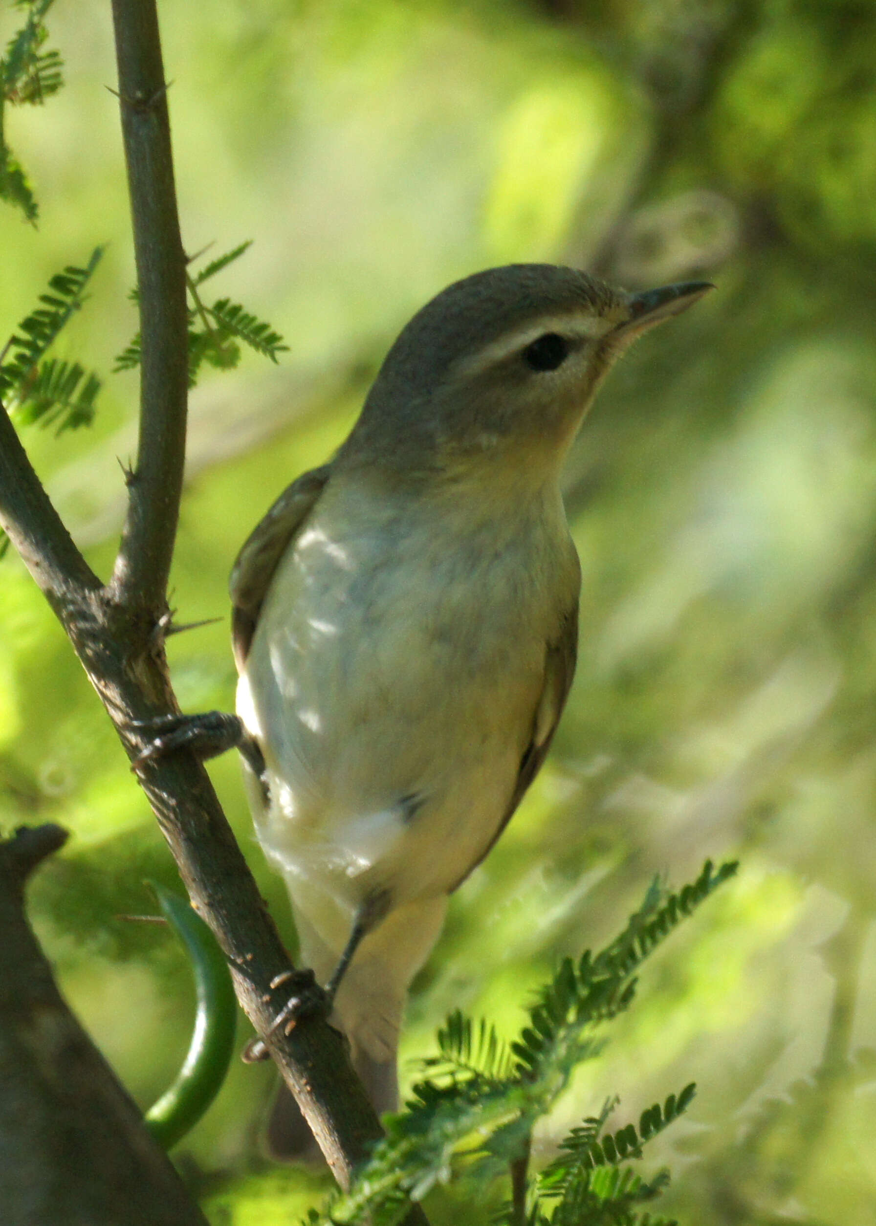 Vireo gilvus (Vieillot 1808) resmi