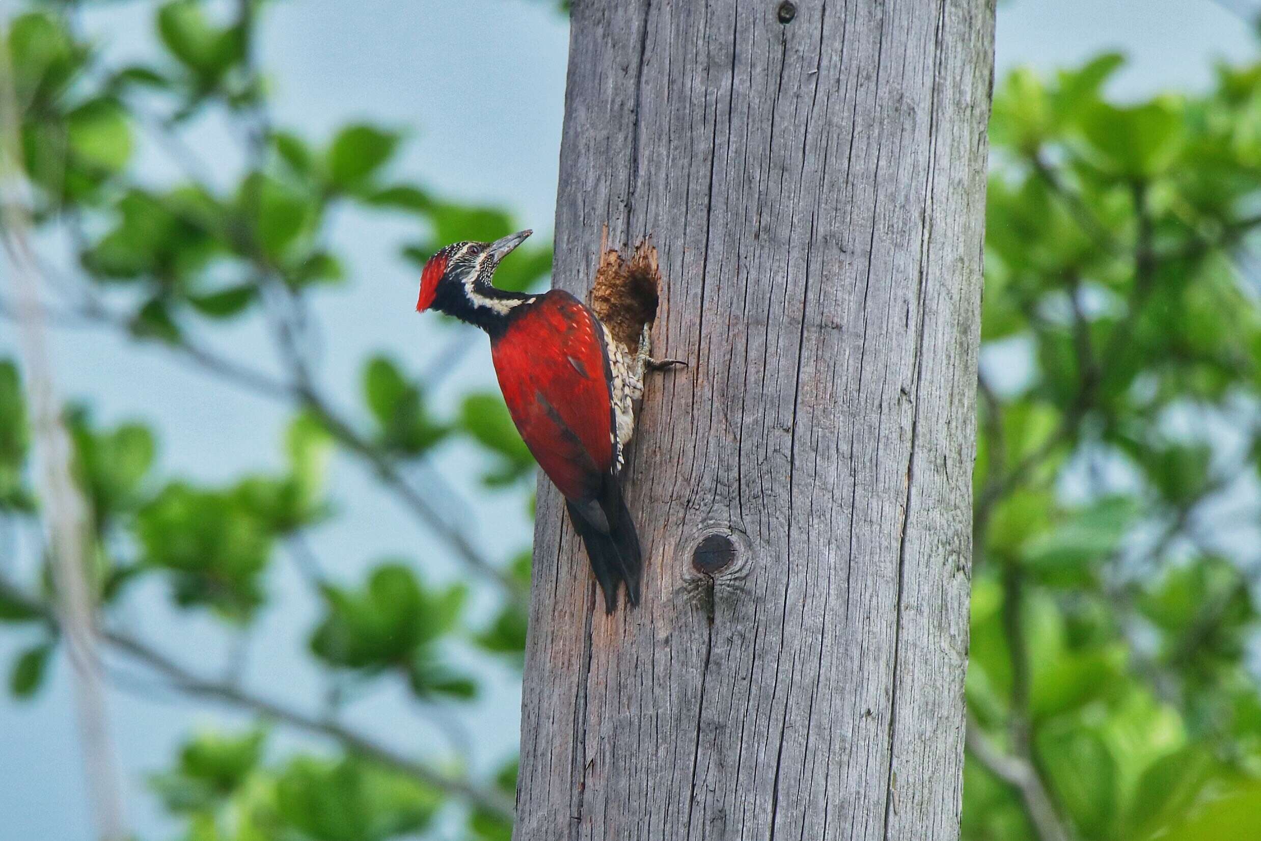 Image of Lesser Crimson-backed Flameback