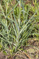 Image of yellow salsify