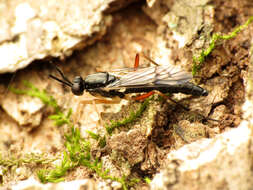 Image of xylophagid flies