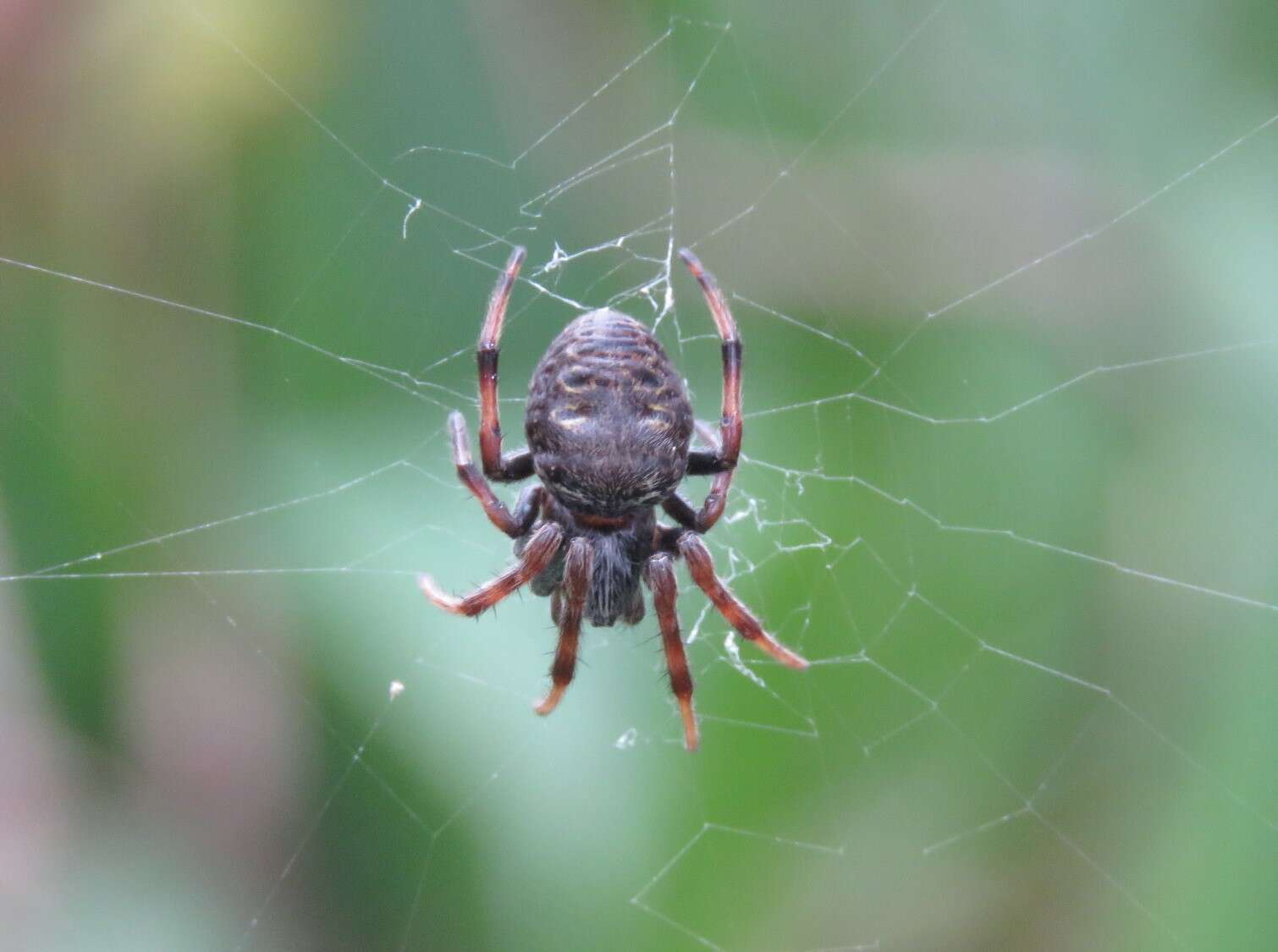 Image of Araneus