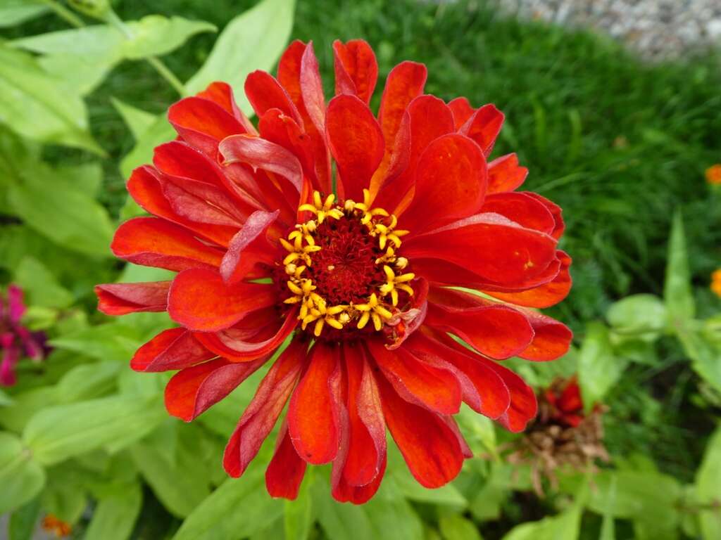 Image of ELEGANT ZINNIA